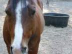 Horsefeathers's Avatar