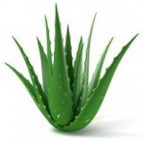 itchingtosee's Avatar